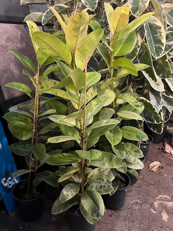 Ficus elastica variegata – Shivereana Moonshine – 160 cm, Huis en Inrichting, Kamerplanten, Minder dan 100 cm, Halfschaduw, Ophalen