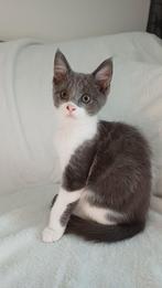 Maincoon x Ragdoll x, Dieren en Toebehoren