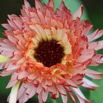 65/ Zaden van Goudsbloem - Calendula off. Sunset Buff bio, Ophalen of Verzenden, Voorjaar, Volle zon, Zaad