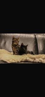 Tijger kittens, Dieren en Toebehoren, Katten en Kittens | Raskatten | Korthaar, Meerdere dieren, Ontwormd, 0 tot 2 jaar