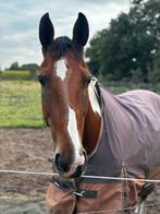 Hulp gezocht, Verzorging of Verzorgpony's