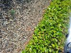 Laurier, Tuin en Terras, Ophalen, Laurier, Minder dan 100 cm