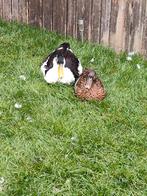 Eenden, Dieren en Toebehoren, Pluimvee, Meerdere dieren, Eend