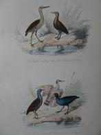 Litho in kleur, vijf vogels Ral, Zonneral, Kraanvogels 1841, Verzenden