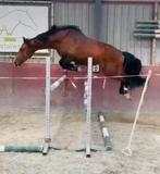 Harley VDL ruin, Springpaard, Minder dan 160 cm, Ruin, 3 tot 6 jaar