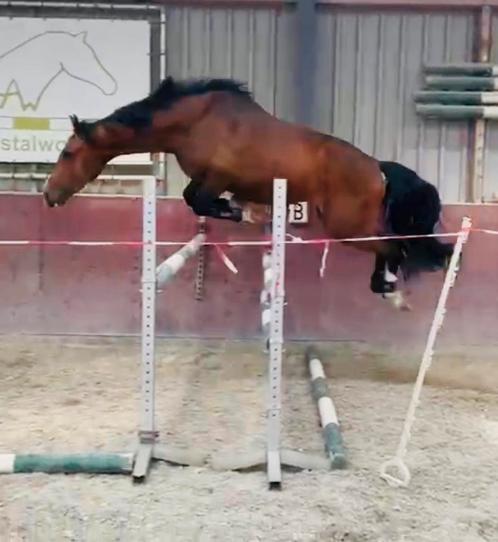 Harley VDL ruin, Dieren en Toebehoren, Paarden, Ruin, Onbeleerd, Minder dan 160 cm, 3 tot 6 jaar, Springpaard