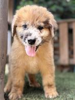 leonberger kruising pups  3 teefjes nog  beschikbaar, 8 tot 15 weken, Groot, CDV (hondenziekte), Meerdere