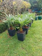 Trachycarpus fortunei, Tuin en Terras, Planten | Tuinplanten, Ophalen