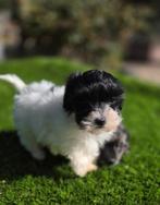 Te koop mooie Blue merle Maltipoo pups, Nederland, CDV (hondenziekte), 8 tot 15 weken, Meerdere