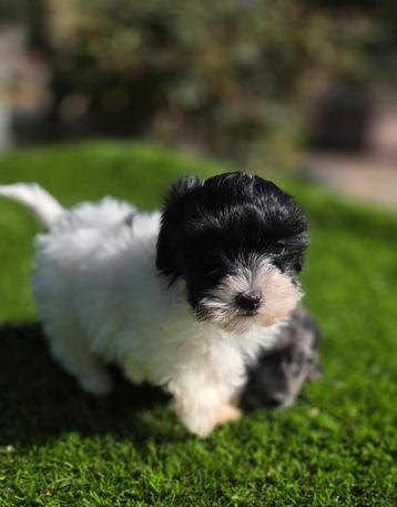 Te koop mooie Blue merle Maltipoo pups  beschikbaar voor biedingen
