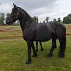 8 jarige drachtige Friese merrie Elvera Fan 't Witte Peal, Dieren en Toebehoren, Paarden, Merrie, Gechipt, Niet van toepassing