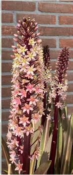 Zaden van Ananas Plant (Eucomis Sparkling Burgundi), Ophalen