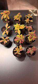 Coleusplanten (Solenostemon siernetel) met aparte bladeren., Huis en Inrichting, Kamerplanten, Bloeiende kamerplant, Ophalen of Verzenden