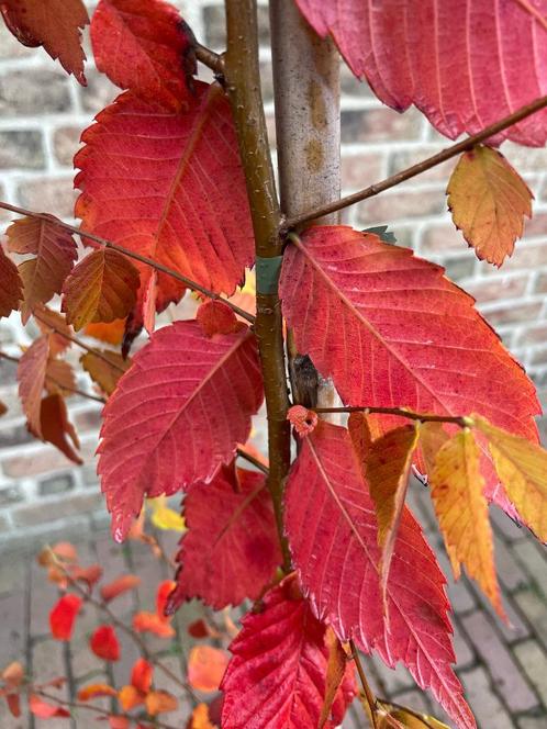 Chinese Schijniep / Zelkova Sinica, Tuin en Terras, Planten | Tuinplanten, Vaste plant, Overige soorten, Volle zon, Lente, Ophalen