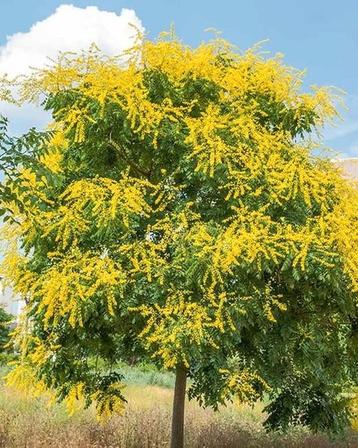 Lampionboom, Gele Zeepboom, Koelreuteria Paniculata  beschikbaar voor biedingen