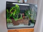 Fluval Edge 57L aquarium inclusief vissen en accessoires, Dieren en Toebehoren, Vissen | Aquaria en Toebehoren, Ophalen of Verzenden