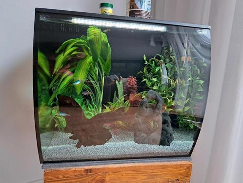 Fluval Edge 57L aquarium inclusief vissen en accessoires, Dieren en Toebehoren, Vissen | Aquaria en Toebehoren, Gebruikt, Gevuld zoetwateraquarium