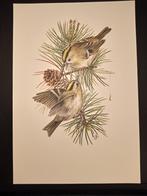 Goudhaantje, Verzenden, 1980 tot heden, Zo goed als nieuw, Dier