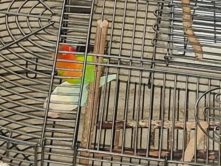 Agaponis, Dieren en Toebehoren, Vogels | Parkieten en Papegaaien, Parkiet, Meerdere dieren