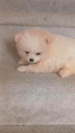 lieve Pomeriaan, Dieren en Toebehoren, Honden | Poolhonden, Keeshonden en Oertypen, Reu, 8 tot 15 weken, Eén hond, Nederland
