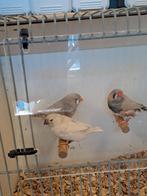 Koppel zebravinken, Dieren en Toebehoren, Vogels | Overige Vogels, Meerdere dieren, Geringd
