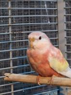 Bourkeparkiet  rubino man, Meerdere dieren, Parkiet