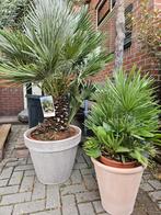 Winterharde palmbomen | Trachycarpus | Europese dwergpalm, Ophalen of Verzenden, Zomer, Volle zon, Palmboom