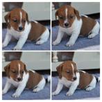 Prachtige Jack Russell pups te koop, Rabiës (hondsdolheid), Jack Russell Terriër, 8 tot 15 weken, Meerdere dieren