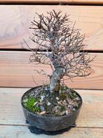 ulmus parvifolia bonsai, Tuin en Terras, Planten | Bomen, In pot, Bloeit niet, Halfschaduw, Minder dan 100 cm