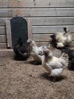 5 mooie zijdehoender kriel hennen, Dieren en Toebehoren, Vrouwelijk, Kip