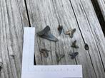 Setje haaientanden Calvert Cliffs, Verzamelen, Mineralen en Fossielen, Ophalen of Verzenden, Fossiel