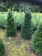Te Koop : grote Taxus baccata planten 160 cm , pyramide, Ophalen, Taxus, 100 tot 250 cm