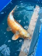 Schubloze japanse koi - 50 cm, Dieren en Toebehoren, Karper of Koi