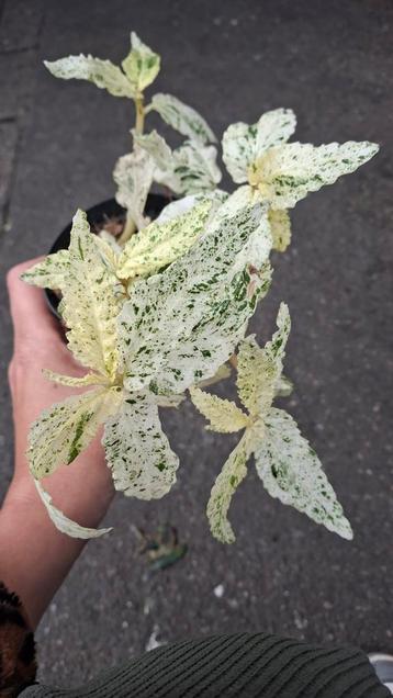 Pellionia Repens, Variegata beschikbaar voor biedingen