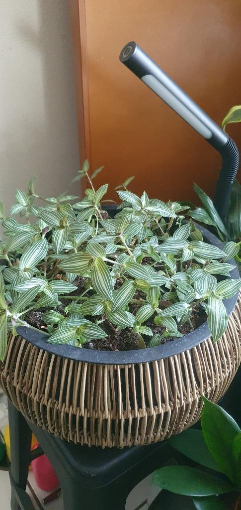 Deze Schitterende plant en veel meer, zie mijn advertenties, Huis en Inrichting, Kamerplanten, Minder dan 100 cm, Halfschaduw