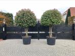 Glansmispel meerstammige Photinia fraseri Red Robin, Ophalen, Halfschaduw, Overige soorten, Lente