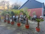 Palmboom | trachycarpus | Fortunei | wijnvaten, Volle zon, Ophalen of Verzenden, 100 tot 250 cm, Zomer