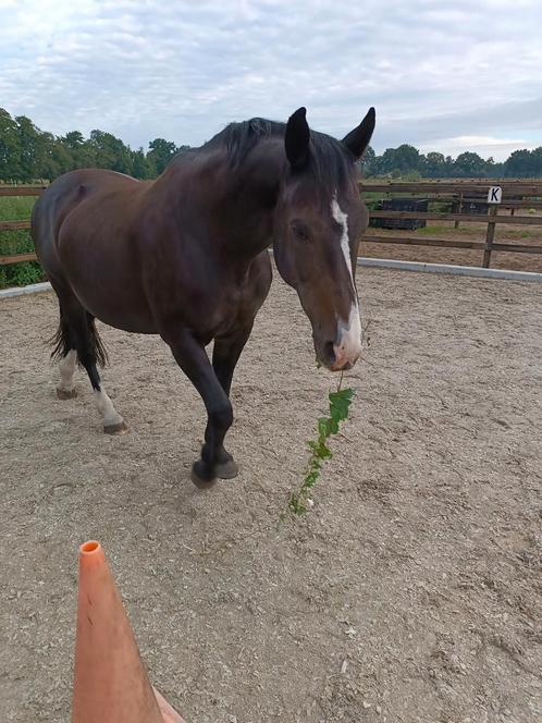 Gezocht verzorger Vledder/ Frederiksoord merrie paarden, Dieren en Toebehoren, Paarden en Pony's | Overige Paardenspullen, Nieuw