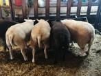 6 mooie lammeren, Dieren en Toebehoren, Meerdere dieren, Schaap, 0 tot 2 jaar