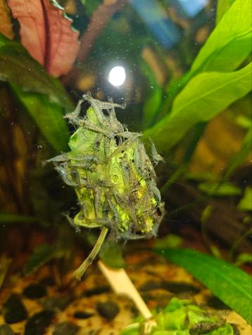 Wildkleur Neocaridina garnalen beschikbaar voor biedingen