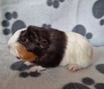 2 prachtige jonge zeugjes (sheltie en coronet), Dieren en Toebehoren, Knaagdieren, Cavia, Juli, Vrouwelijk, Tam