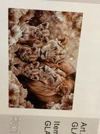 Leeuwenfamilie 120 breed 80 cm hoog glasschilderij, Huis en Inrichting, Woonaccessoires | Schilderijen, Tekeningen en Foto's, Ophalen