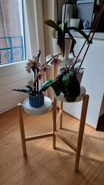 Ikea Satsumas planten standaard beschikbaar voor biedingen