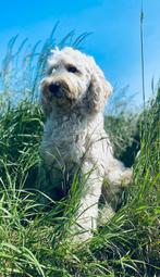 Labradoodle Multigen Doodle Labrador poedel mini medium, Dieren en Toebehoren, Rabiës (hondsdolheid), Overige rassen, 8 tot 15 weken