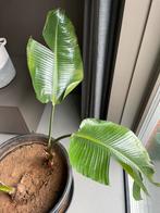 Gratis 2 grote Strelitzia stek, Ophalen, Overige soorten