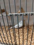 Bonte diamant duif man, Dieren en Toebehoren, Mannelijk, Tropenvogel