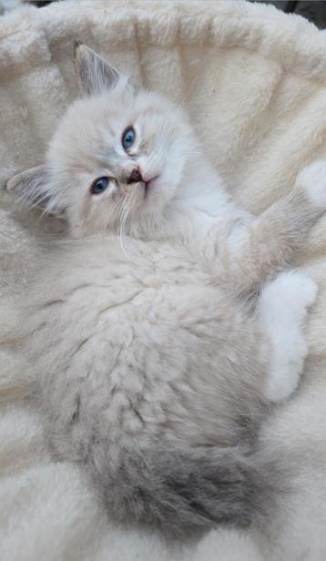 Ragdoll kittens  beschikbaar voor biedingen