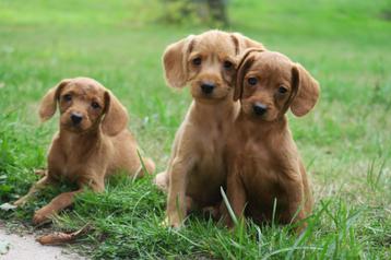 Vrolijke F1 kleine Doodle x Boomer pups reutjes beschikbaar voor biedingen