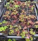 Tuin = Kruid = Robertskruid - Geranium Robertianum - Inheems, Ophalen, Eenjarig, Overige soorten