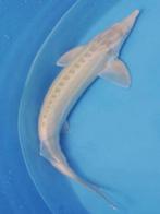Albino steur, Graskarpers, Blauwe Winde, Goudvis. Shubinkin, Steur